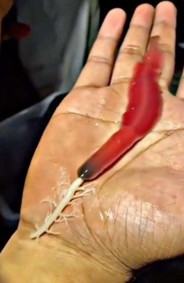 Makhluk Bumi mirip alien berbentuk cacing.