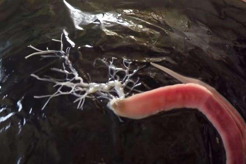 Makhluk Bumi mirip alien berbentuk cacing.