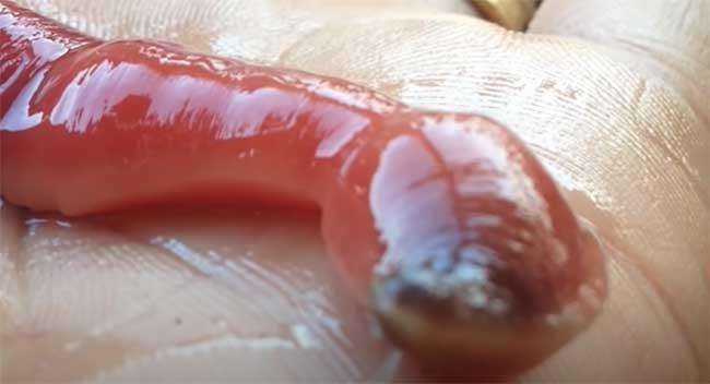 Makhluk Bumi mirip alien berbentuk cacing.