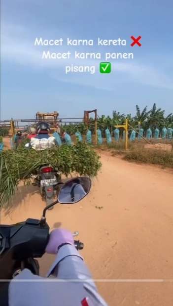 Panen Pisang Unik Mirip Kereta Lewat, Sampai Bikin Macet Jalanan