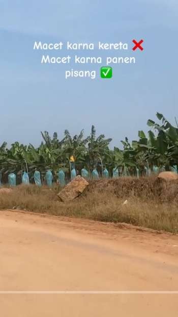 Panen Pisang Unik Mirip Kereta Lewat, Sampai Bikin Macet Jalanan