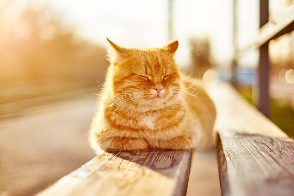 Kucing