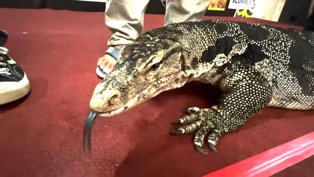 Panji Petualang gendong biawak raksasa mirip komodo.