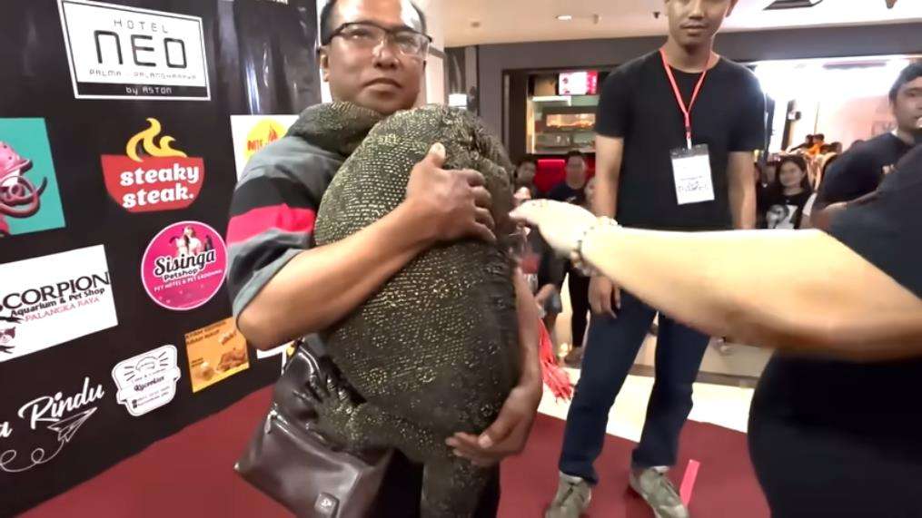 Panji Petualang gendong biawak raksasa mirip komodo.