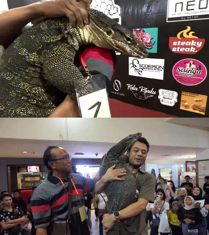 Panji Petualang gendong biawak raksasa mirip komodo.