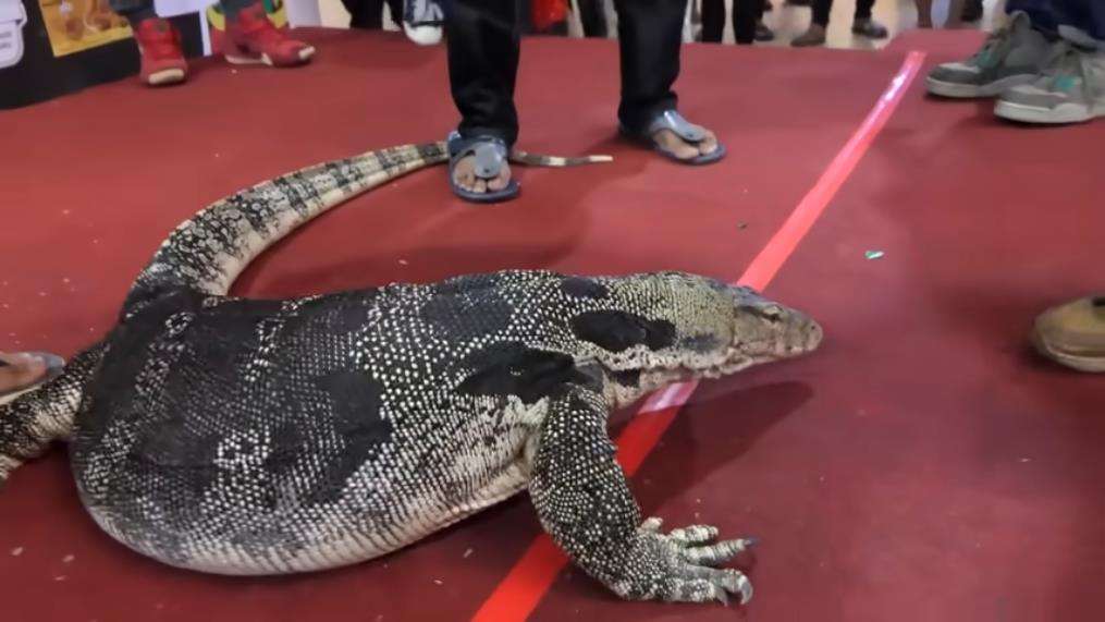 Panji Petualang gendong biawak raksasa mirip komodo.