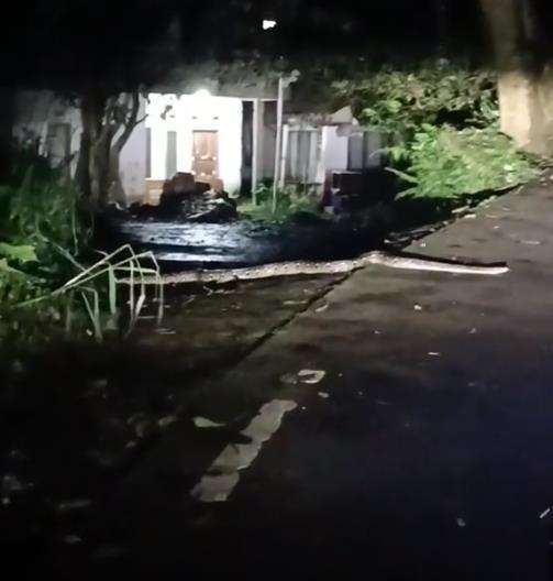 Pulang ke rumah malam-malam ketemu ular piton raksasa.