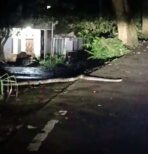 Pulang ke rumah malam-malam ketemu ular piton raksasa.