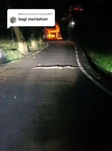 Pulang ke rumah malam-malam ketemu ular piton raksasa.