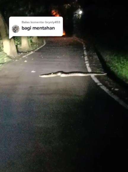 Pulang ke rumah malam-malam ketemu ular piton raksasa.