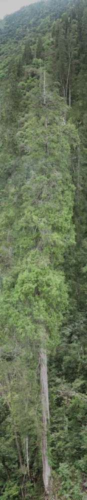pohon tertinggi di asia