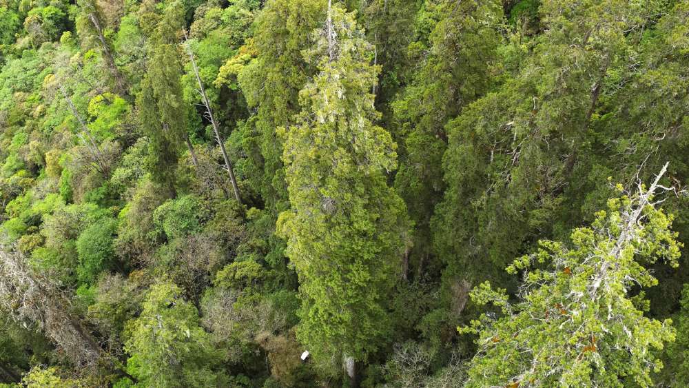 pohon tertinggi di asia