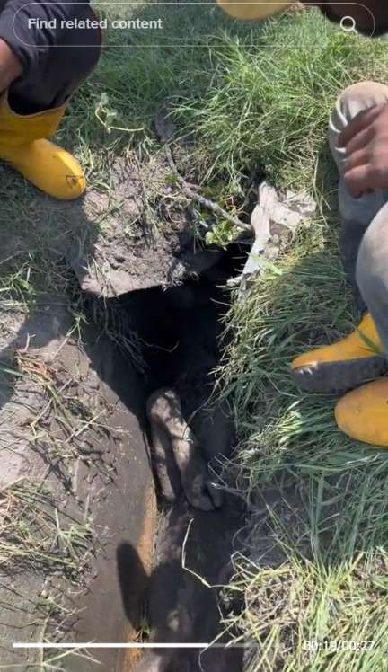 Video Sapi Masuk Selokan Sempit, Badan Susah Gerak Dikira Mati. Warganet: Ngumpet Takut Jadi Kurban Idul Adha
