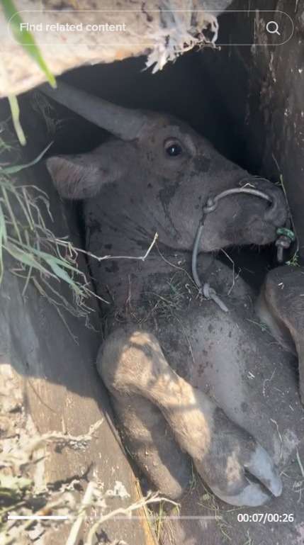 Video Sapi Masuk Selokan Sempit, Badan Susah Gerak Dikira Mati. Warganet: Ngumpet Takut Jadi Kurban Idul Adha