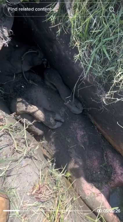 Video Sapi Masuk Selokan Sempit, Badan Susah Gerak Dikira Mati. Warganet: Ngumpet Takut Jadi Kurban Idul Adha