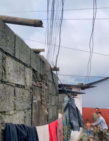 Viral kemunculan ular king kobra dari atas tembok rumah warga kampung.