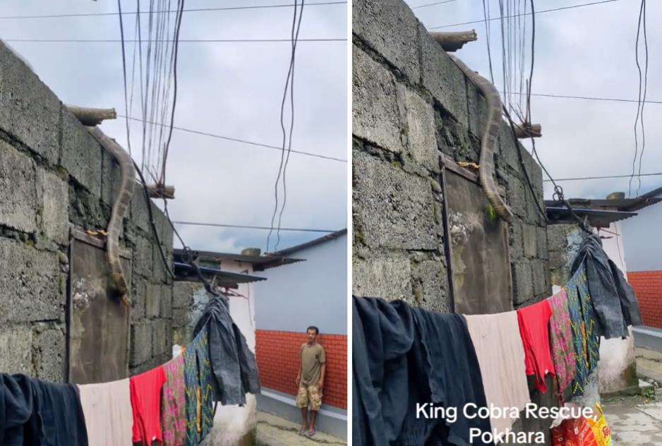 Viral kemunculan ular king kobra dari atas tembok rumah warga kampung.