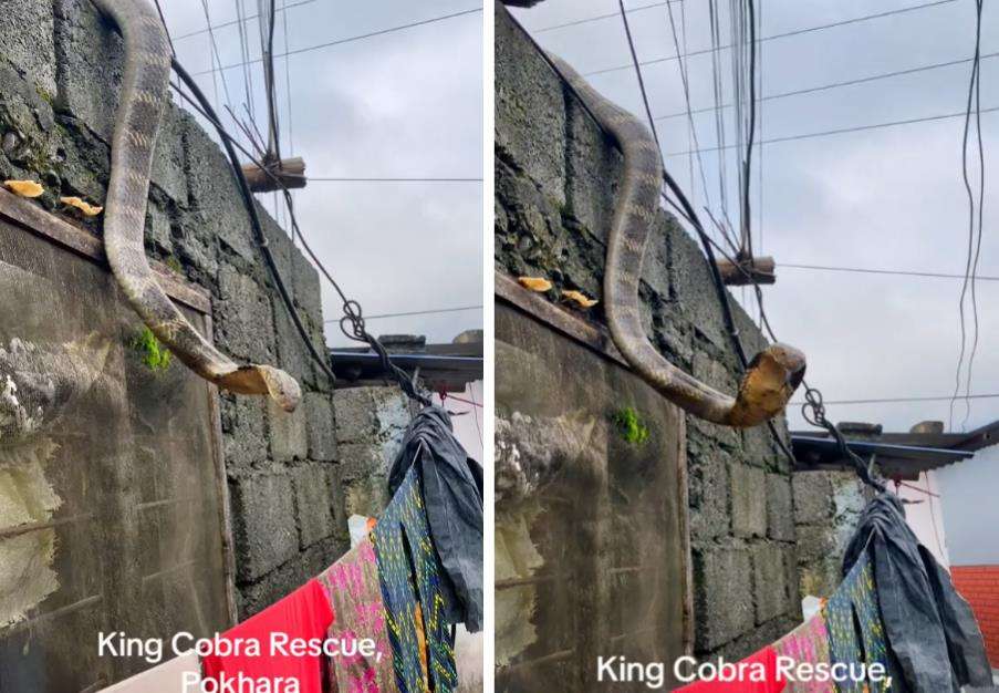 Viral kemunculan ular king kobra dari atas tembok rumah warga kampung.
