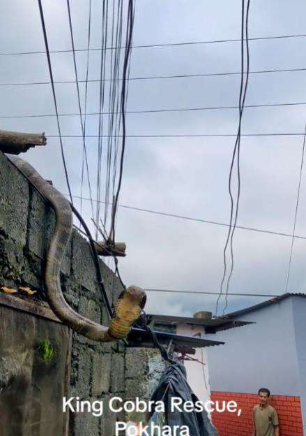 Viral kemunculan ular king kobra dari atas tembok rumah warga kampung.