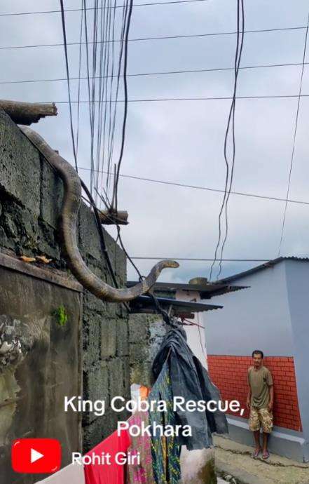 Viral kemunculan ular king kobra dari atas tembok rumah warga kampung.