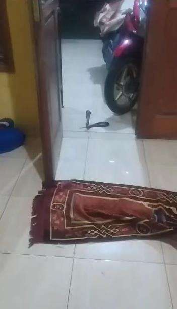Viral penampakan ular king kobra muncul sehabis salam terakhir sholat Maghrib.