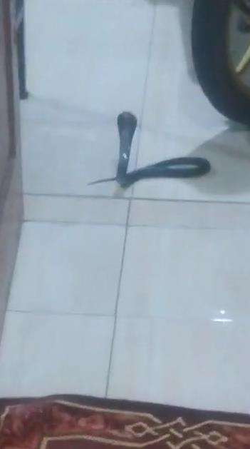 Viral penampakan ular king kobra muncul sehabis salam terakhir sholat Maghrib.