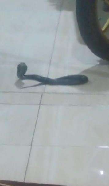 Viral penampakan ular king kobra muncul sehabis salam terakhir sholat Maghrib.