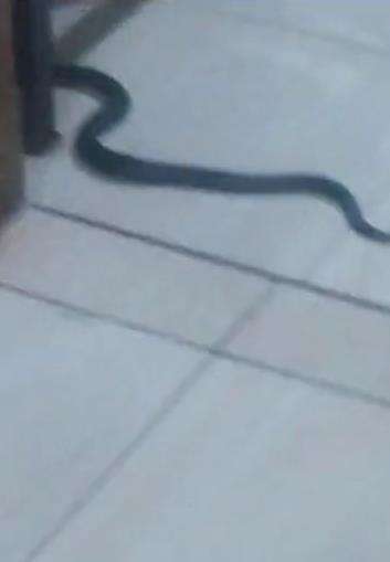 Viral penampakan ular king kobra muncul sehabis salam terakhir sholat Maghrib.