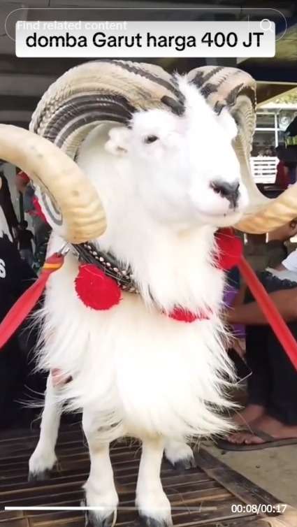 Viral Domba Garut Seharga 400 Juta, Penampilan Good Looking Bikin Warganet Penasaran Bagaimana Suaranya