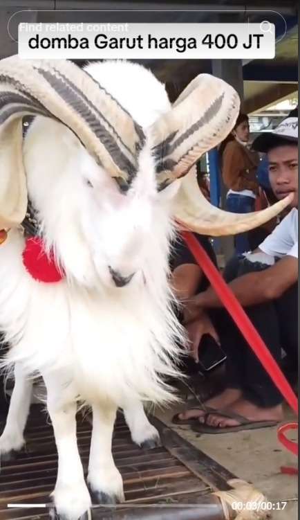 Viral Domba Garut Seharga 400 Juta, Penampilan Good Looking Bikin Warganet Penasaran Bagaimana Suaranya