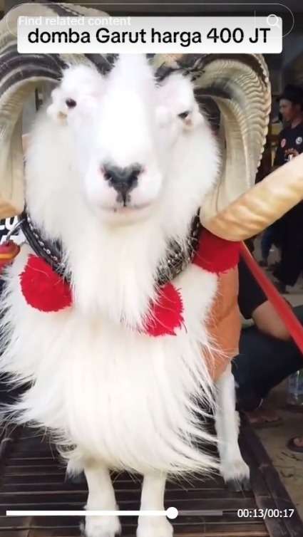 Viral Domba Garut Seharga 400 Juta, Penampilan Good Looking Bikin Warganet Penasaran Bagaimana Suaranya