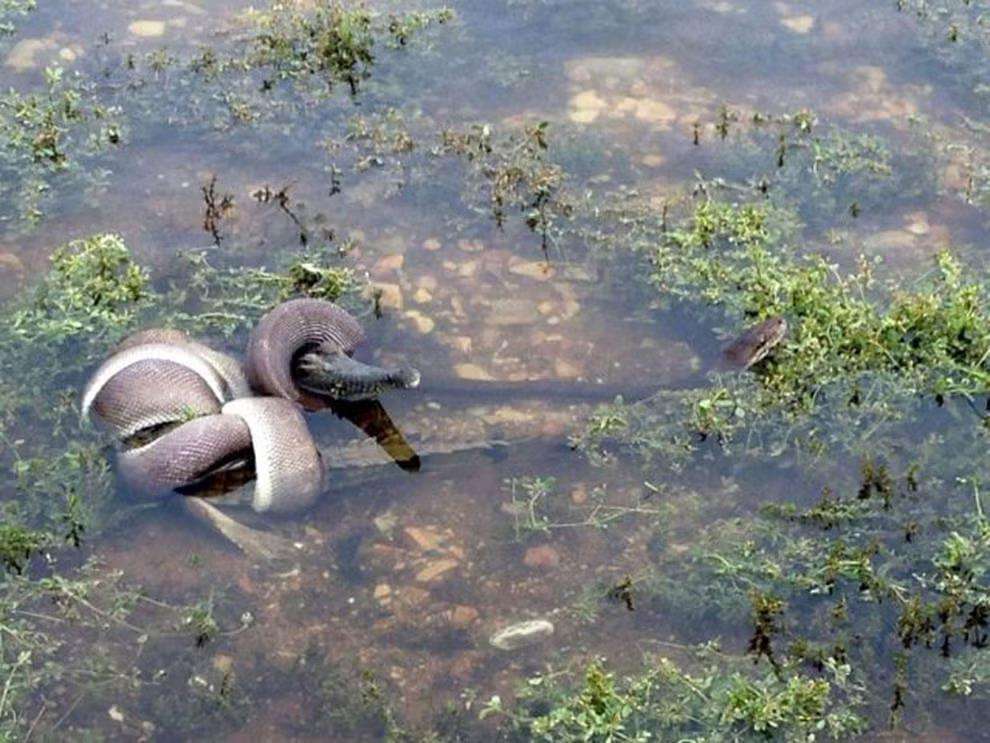 Duel maut ular piton vs buaya.