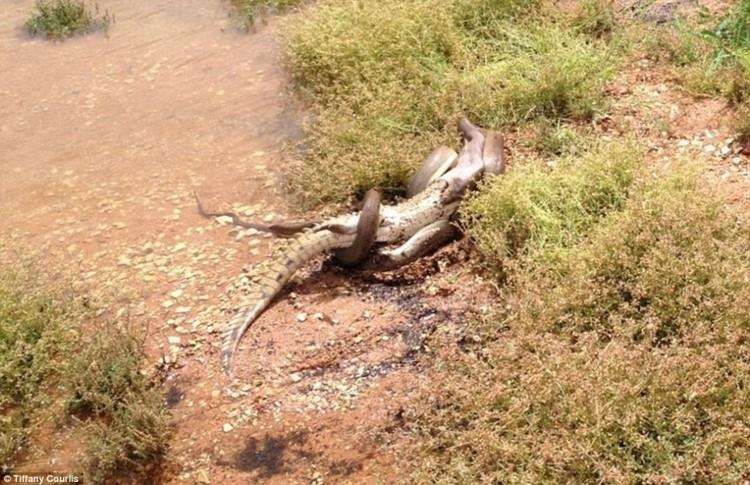 Duel maut ular piton vs buaya.