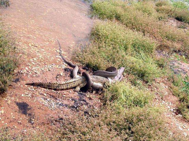 Duel maut ular piton vs buaya.