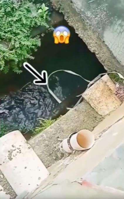 Mancing ular pakai tali jerat, endingnya mengejutkan.