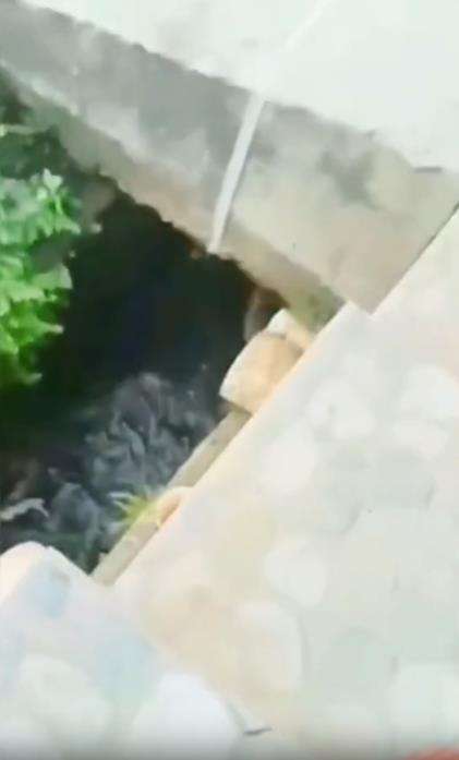 Mancing ular pakai tali jerat, endingnya mengejutkan.