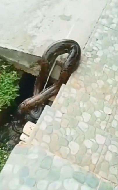 Mancing ular pakai tali jerat, endingnya mengejutkan.