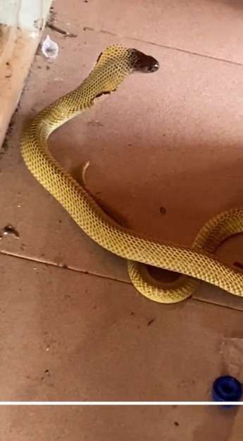 Detik-Detik Menegangkan Petugas Damkar Evakuasi Ular Kobra di Teras Rumah Warga, Warnanya Aneh Keemasan