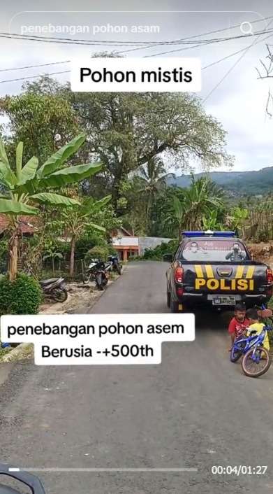 Momen Pohon Tua Usia 500 Tahun Akan Ditebang, Warga Gelar Selamatan Sebelum Eksekusinya