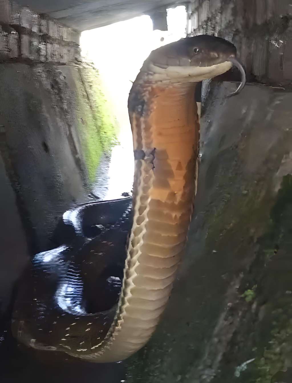 Penampakan ular king kobra nyasar di kolong rumah warga.