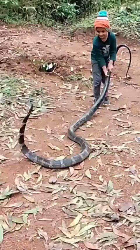 Viral bocah tidak takut bermain sama ular king kobra raksasa.
