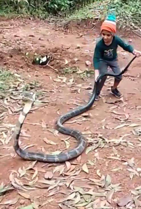 Viral bocah tidak takut bermain sama ular king kobra raksasa.