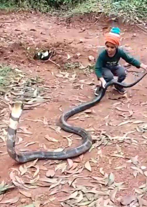 Viral bocah tidak takut bermain sama ular king kobra raksasa.