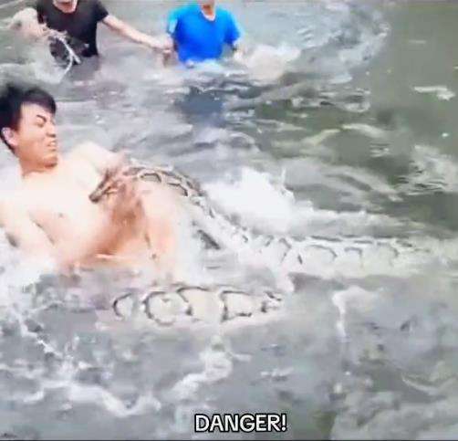 Asyik mandi di sungai diserang ular piton.