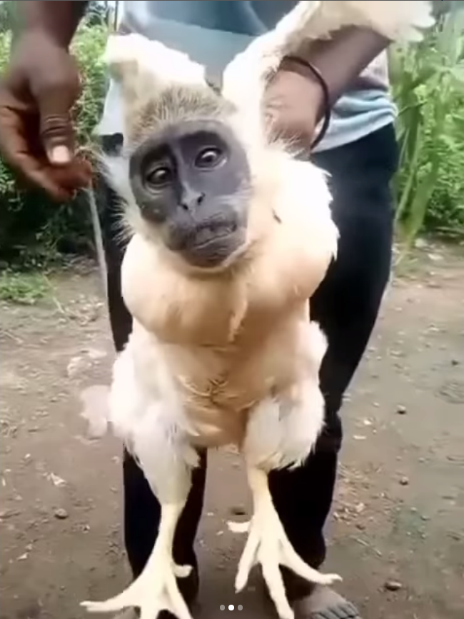 Viral Video Badan Ayam Kepala Monyet, Warganet: Jangan Sampai DIlihat Emak-Emak