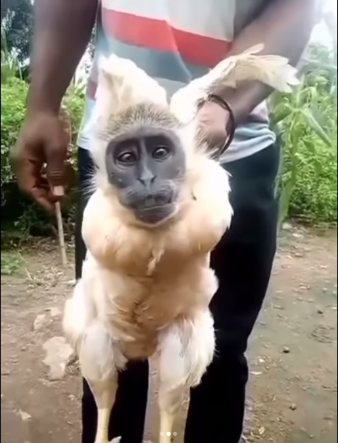 Viral Video Badan Ayam Kepala Monyet, Warganet: Jangan Sampai DIlihat Emak-Emak