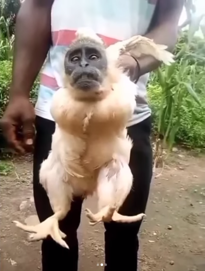 Viral Video Badan Ayam Kepala Monyet, Warganet: Jangan Sampai DIlihat Emak-Emak