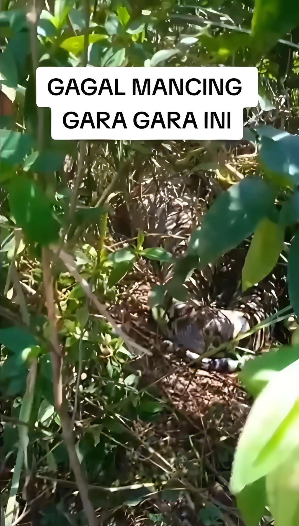 Gagal mancing setelah liat ular piton besar.