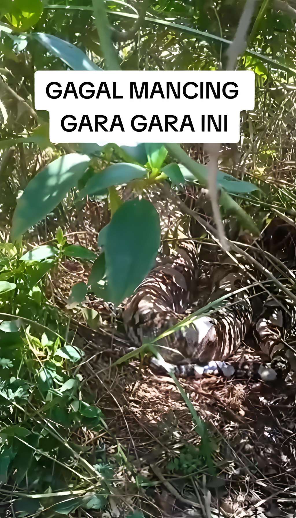 Gagal mancing setelah liat ular piton besar.