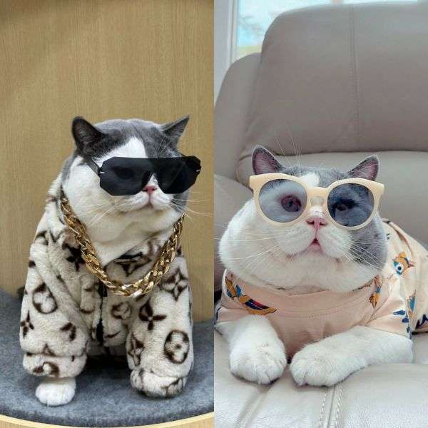 Ecan Si Kucing